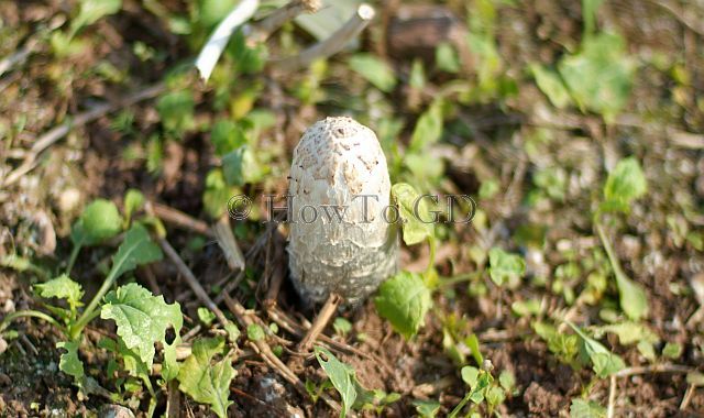 shaggy ink cap