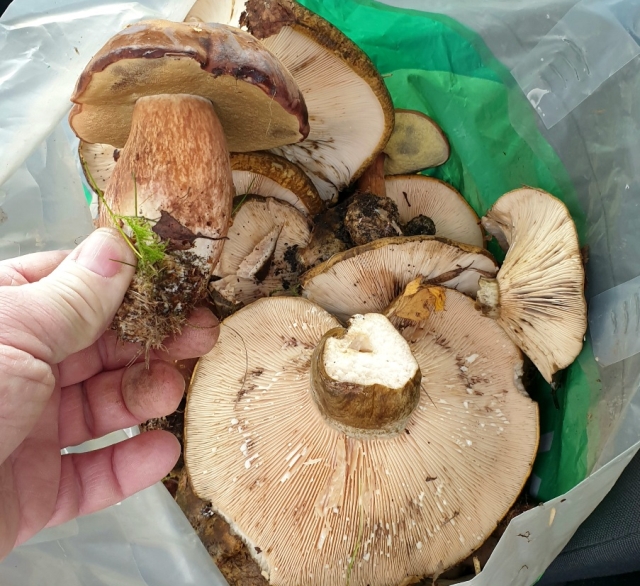 October Mushroom Hunting near Nine Ladies Stone Circle
