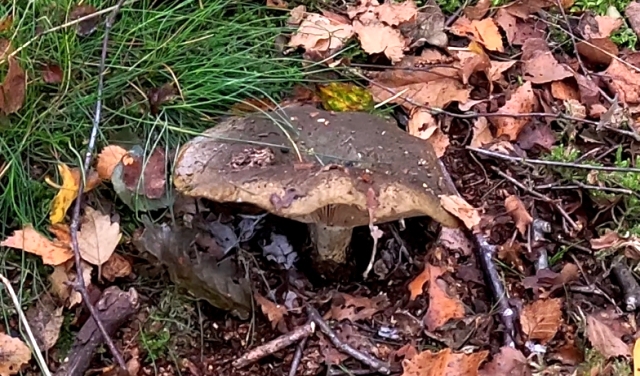 Late October Mushroom Hunting in the Peak District