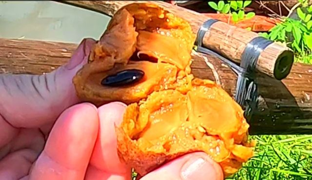 Trying Sapodilla: A Surprisingly Sweet Tropical Fruit